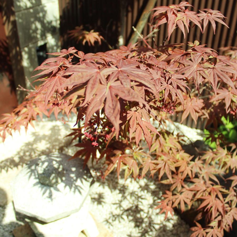 Guest House Koto Fushimi Inari Kioto Zewnętrze zdjęcie